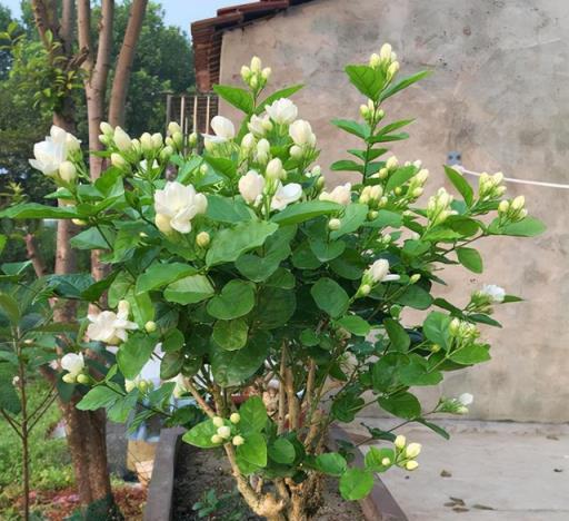 夏天養3種花，必須「心狠手辣」！風吹日晒多淋雨，呼呼開爆花！