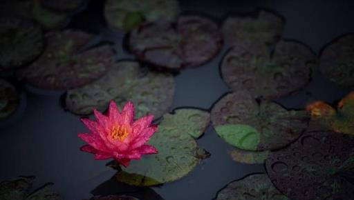 生如夏花，綻放美麗，夏天裡的水中女神——睡蓮