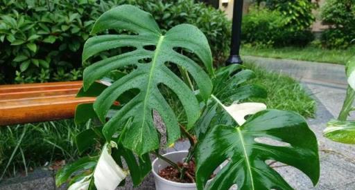 養花10年，發現8種「喜水花」，下雨天外面一扔，越淋越水靈