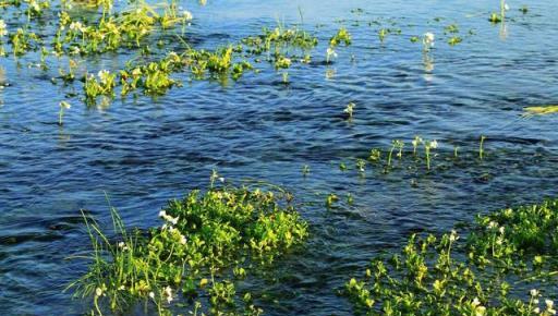 水生植物種子撒水裡，沾水就能冒芽嗎？