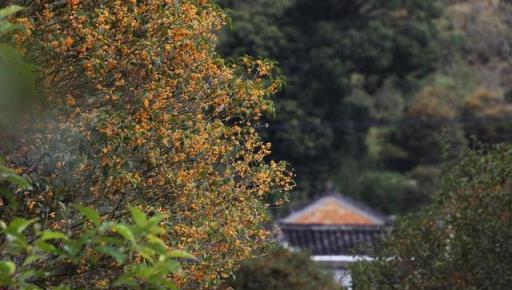 6種花「長壽命」，養它100年，就是傳家寶，賣了換樓房！