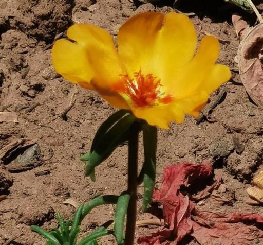 我的花草日記——記錄今天院子裡的太陽花，耐晒、耐熱、零維護