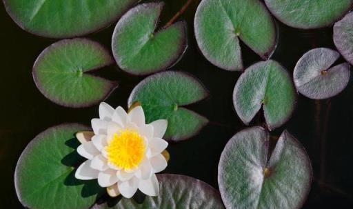 生如夏花，綻放美麗，夏天裡的水中女神——睡蓮