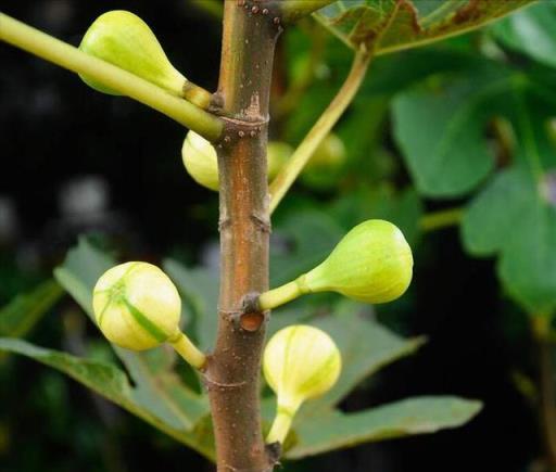 無花果樹的澆水寶典：正確的澆水方法詳解