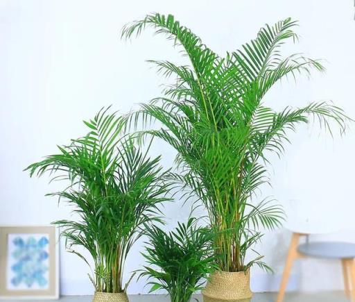 夏日清涼伴侶，4款大中型觀葉綠植推薦