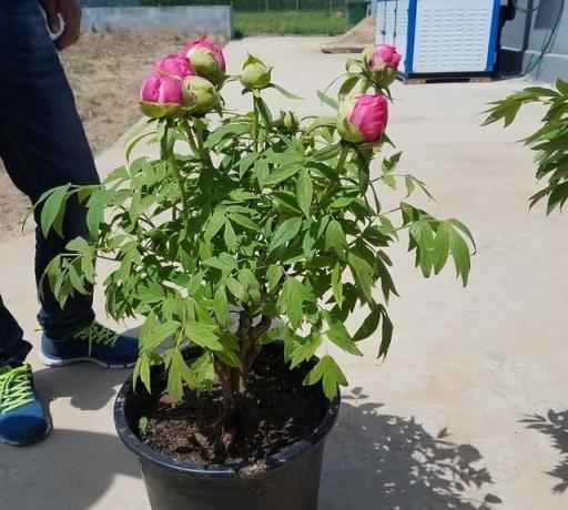 陽臺養牡丹花，有「一點」很重要，花大色豔，每年開花，富貴圓滿