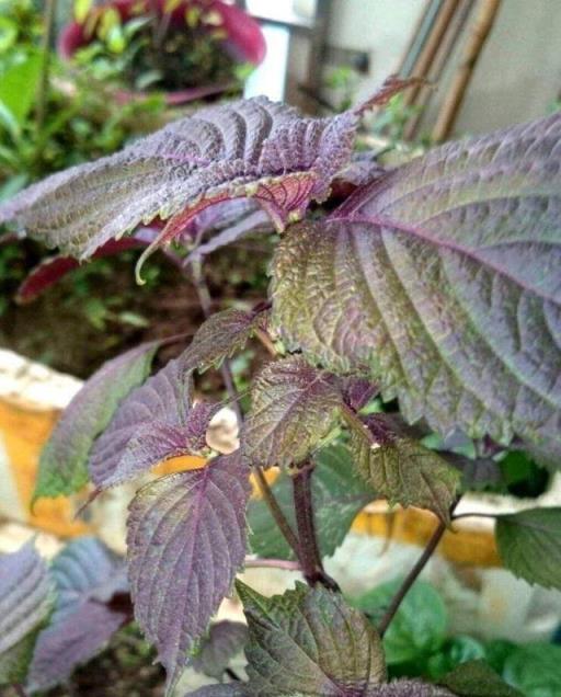 陽臺一定要養「3種」花草，自帶香味，能吃能看，好養皮實長一片