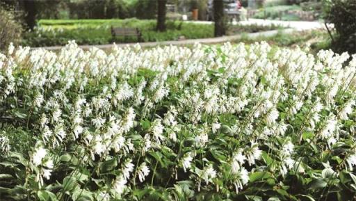 花葉俱美的耐陰植物——玉簪 | 「小眾精英」專題