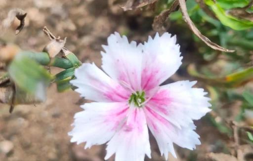 醉花吟～賞庭院石竹花開五瓣恰似梅花齊爭豔，嬌小嫵媚惹人喜愛