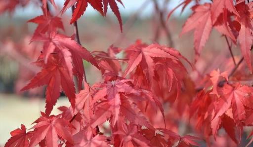 橙色、黃色、綠色、紅色，這種植物竟然有4種變換的葉色