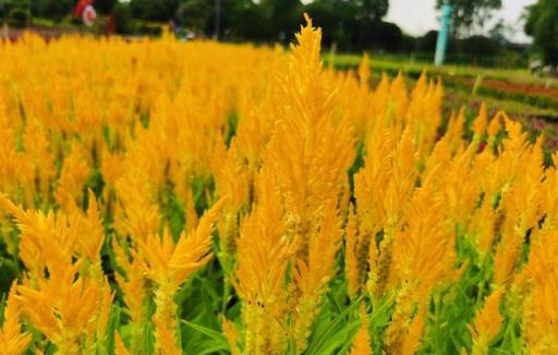 科普 | 花卉植物之「雞冠花」