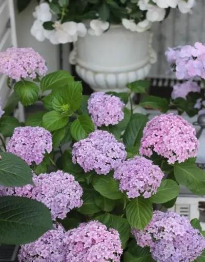 秋天養繡球花,經常給它喂這幾種肥水,還能再開一茬花