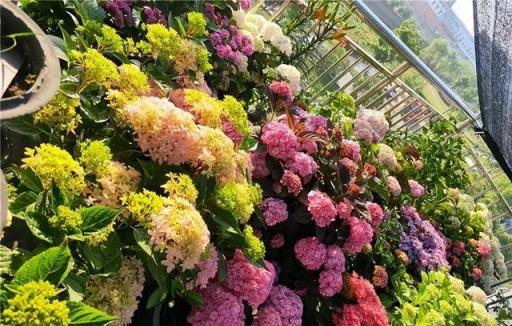 秋天養繡球花,經常給它喂這幾種肥水,還能再開一茬花