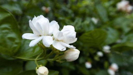 夏天「活香水」，太陽一晒滿屋子香味，今年開花2、3茬