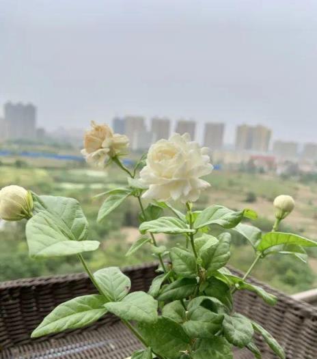 花市買的茉莉花，為何總是滿頭花苞？原來方法如此簡單