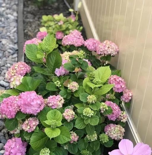秋天養繡球花,經常給它喂這幾種肥水,還能再開一茬花