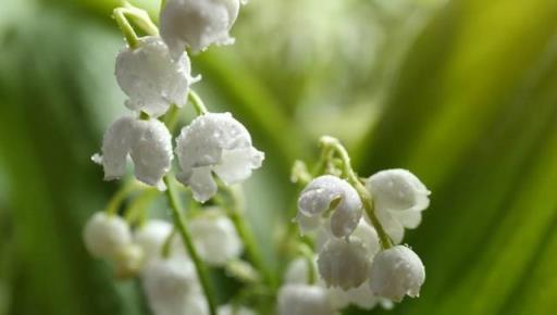 「毒花」搬回家，花旺人不旺，6種有毒花，儘早搬出去養