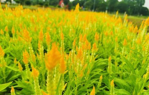 科普 | 花卉植物之「雞冠花」