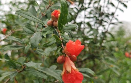 科普 | 花卉植物之「石榴花」