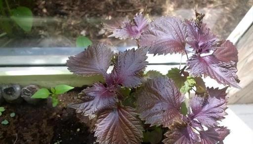 陽臺一定要養「3種」花草，自帶香味，能吃能看，好養皮實長一片