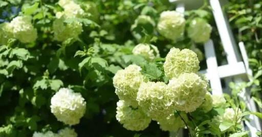 秋天養繡球花,經常給它喂這幾種肥水,還能再開一茬花
