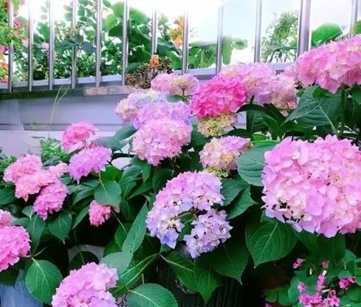 秋天養繡球花,經常給它喂這幾種肥水,還能再開一茬花