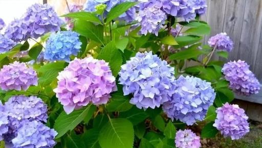 秋天養繡球花,經常給它喂這幾種肥水,還能再開一茬花