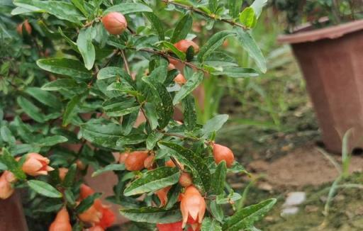 科普 | 花卉植物之「石榴花」