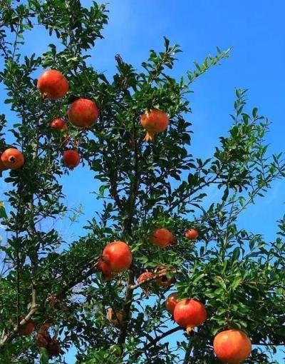 院中種上5種樹，寓意美好招財又鎮宅，養幾十年長成傳家寶