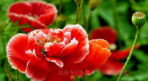 漂亮的有毒花認識20種「大毒花」，遠離危險