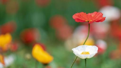 「毒花」搬回家，花旺人不旺，6種有毒花，儘早搬出去養