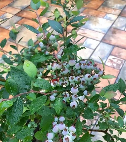 陽臺別光養花草，試著養盆藍莓樹，好養好看真有趣，長出串串果子