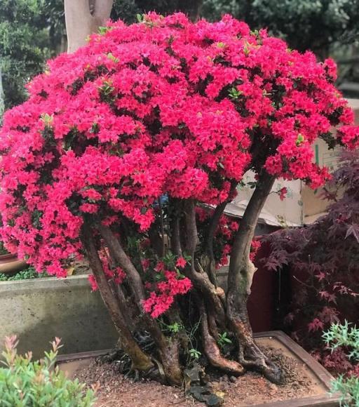 「一花傳3代，人走花還在」！這7種花就是「傳家寶」，越養越好賣