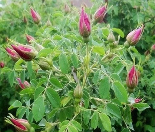 6種「治病花」，漂亮香噴噴，家裡養一盆，全家少生病！