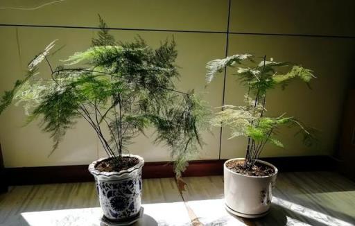 適合居家種植的5種竹子，每一種都是顏值擔當，擺在家裡美極了