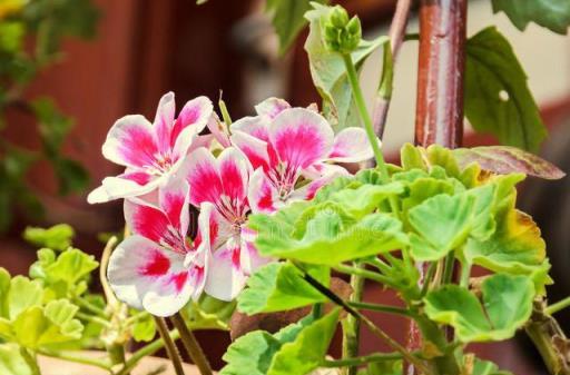 「毒花進家，生活變差」，4種花越旺毒性越大，對健康不利