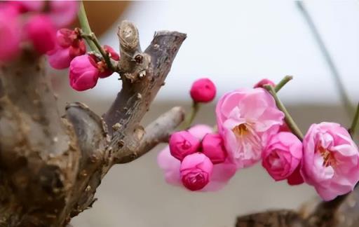 5種「耐寒花」，養一盆正當時，一口氣開到過年，花量大又喜慶