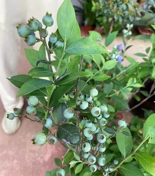 陽臺別光養花草，試著養盆藍莓樹，好養好看真有趣，長出串串果子