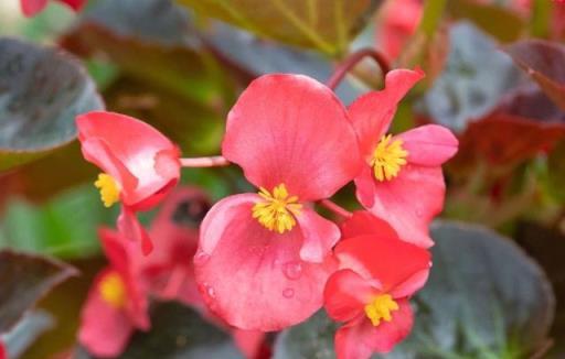 花期超長的「一種花」，春天開花開到冬天，簡單2招就能養好它