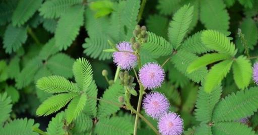 「毒花」家裡放，花旺人不旺，這7種小毒花，快快請出去