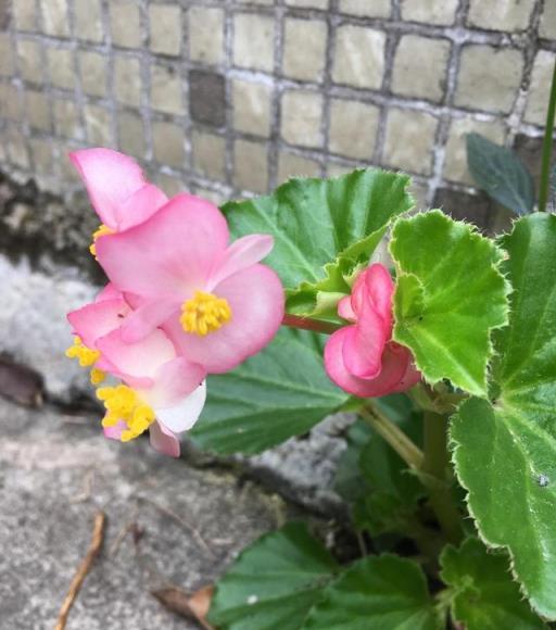 花期超長的「一種花」，春天開花開到冬天，簡單2招就能養好它