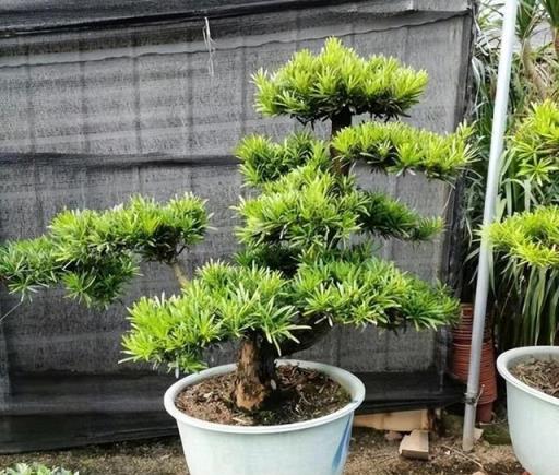 居家養花，推薦你養盆羅漢松，造型別致上檔次，寓意吉祥惹人愛