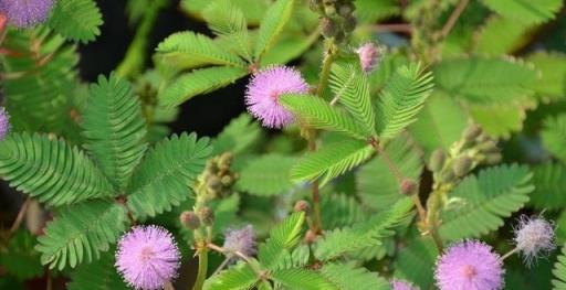 「毒花」家裡放，花旺人不旺，這7種小毒花，快快請出去