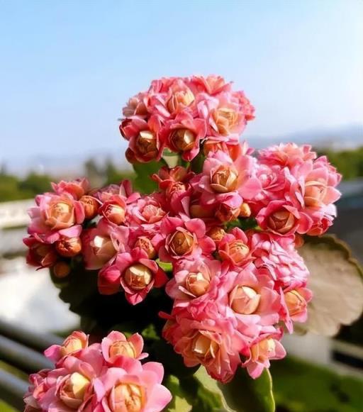 長壽花越老越遭人嫌，養了幾年的長壽花趕緊扦插繁殖，以免沒花賞