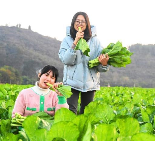 不花錢、不打藥、綠色環保無公害，10個方法巧治植物病蟲害