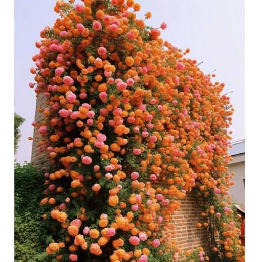 養月季花，「3個」重點學會了，又肥又壯，開花開滿了，香氣飄飄