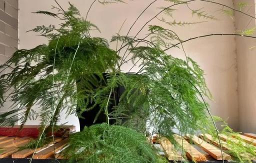 適合居家種植的5種竹子，每一種都是顏值擔當，是陽臺盆栽佳品