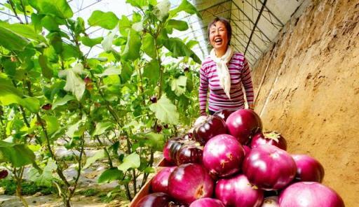 不花錢、不打藥、綠色環保無公害，10個方法巧治植物病蟲害