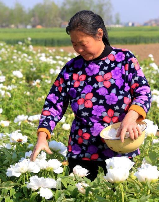 不花錢、不打藥、綠色環保無公害，10個方法巧治植物病蟲害