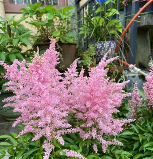 花園植物100種，圖文並茂，一起來認識這些漂亮的花卉吧！